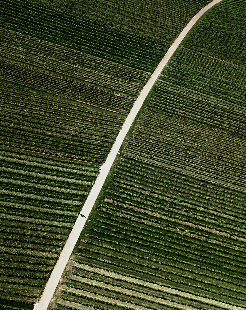 field, road, stripes, plantation, HD phone wallpaper