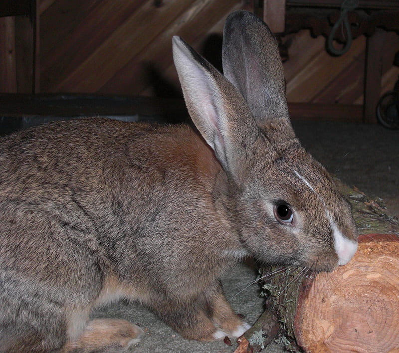 Oliver the rabbit loves wood to chew on, cute, rabbit, playful, chew, friendly, wood, HD wallpaper