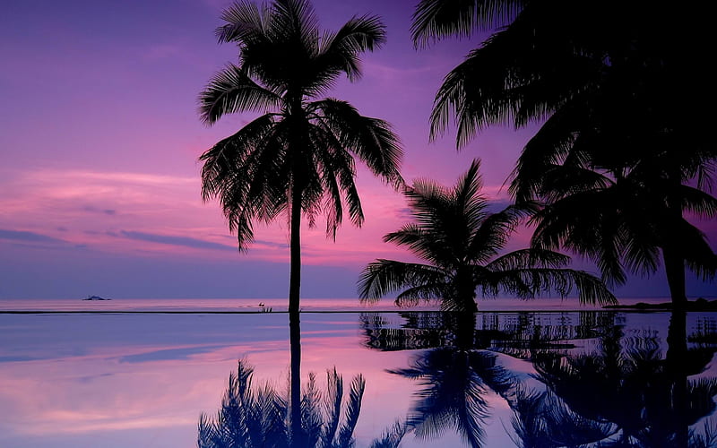 palm trees night silhouettes-Scenery, HD wallpaper