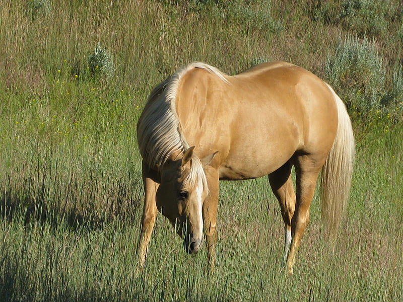 Palomino Horse, calm, wild, grazing, palominos, fields, horses, HD wallpaper