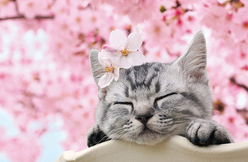 :), paw, spring, pisici, pink, cat, kitten, sakura, sleep, by beverly, cute, HD wallpaper