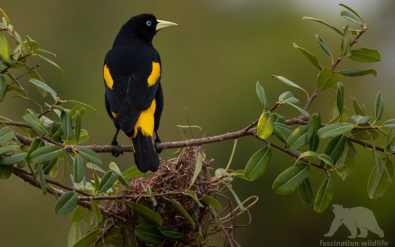Yellow-Rumped Cacique, tree, nest, bird, Brazil, HD wallpaper