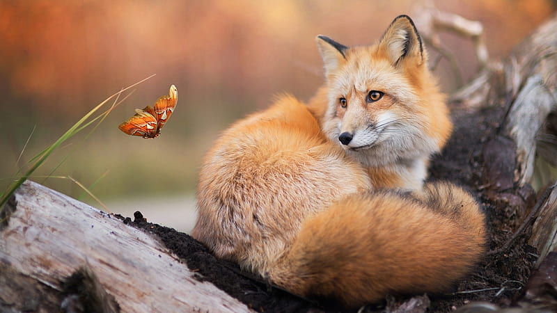 Fox N Butterfly, fall, autumn, butterfly, fox, red fox, Firefox Persona theme, HD wallpaper