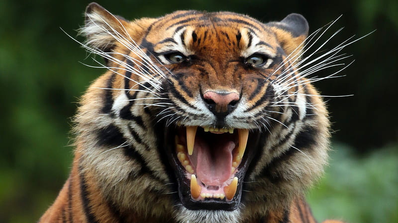 Tiger Teeths, tiger, animals, predator, teeth, HD wallpaper