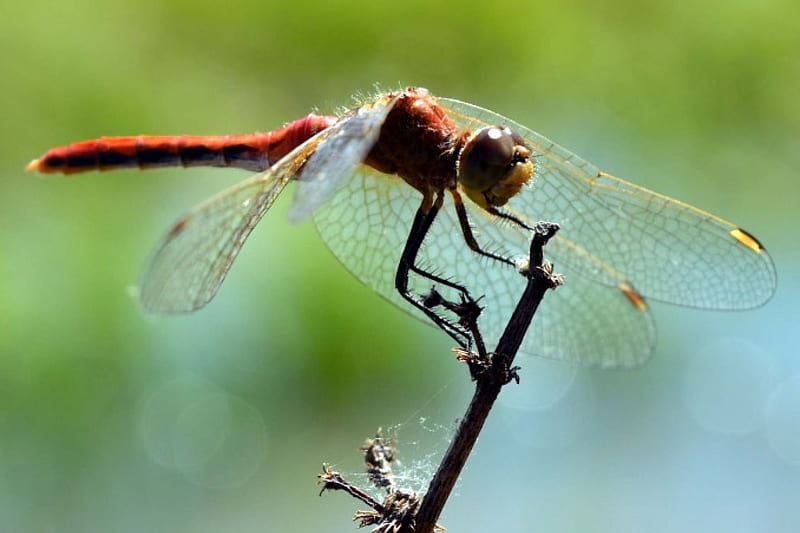 red dragonfly, on, sits, twig, a, HD wallpaper