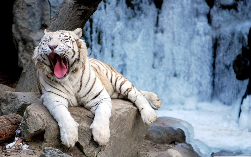 yawning tiger-Wildlife, HD wallpaper