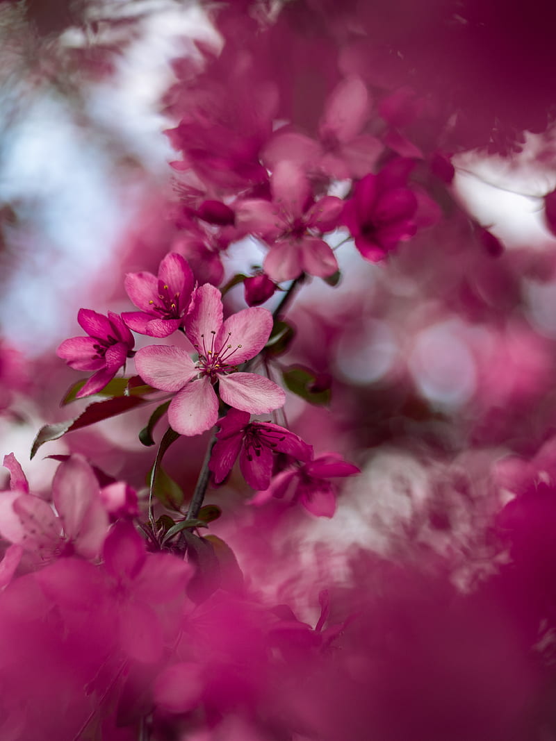 sakura, flowers, pink, bloom, branch, HD phone wallpaper