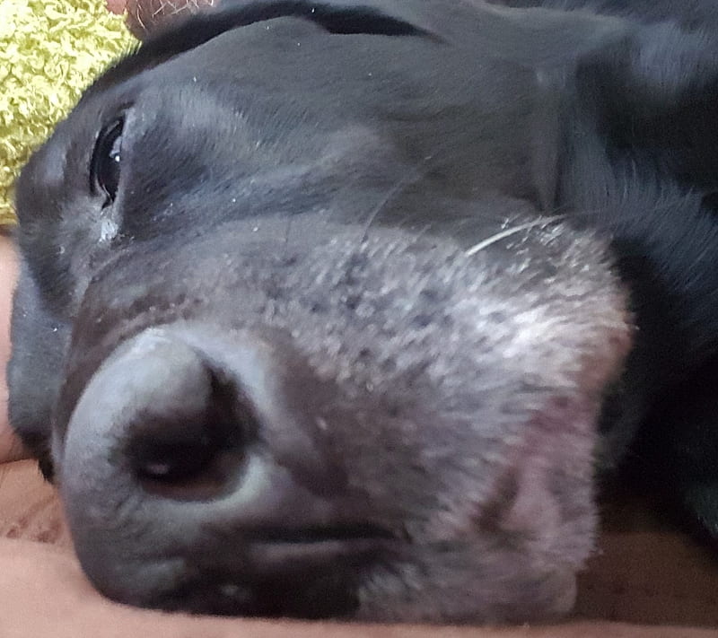 Dog Tired, black, cute, dog, lab, podcast, podcouple, puppy, HD wallpaper