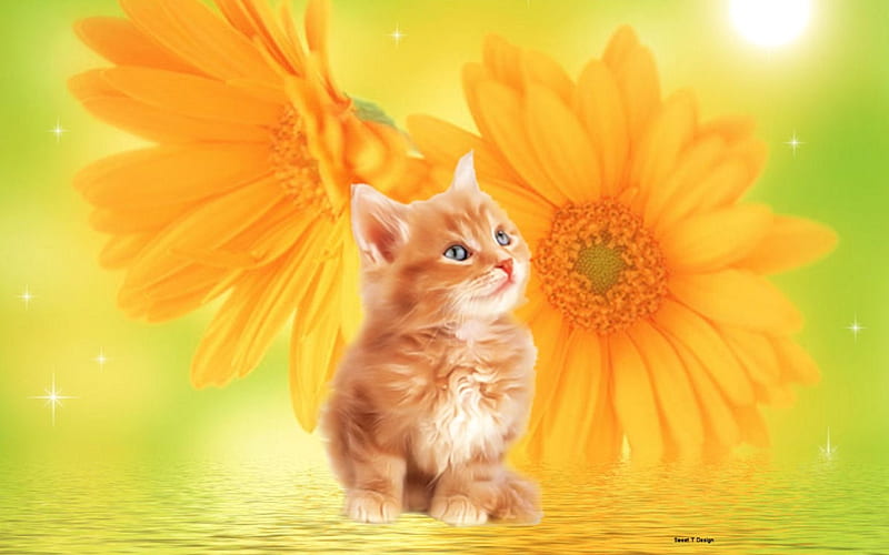 Orange Tabby, pretty, orange, tabby, cat, sweet, cute, bright, flowers, kitten, HD wallpaper