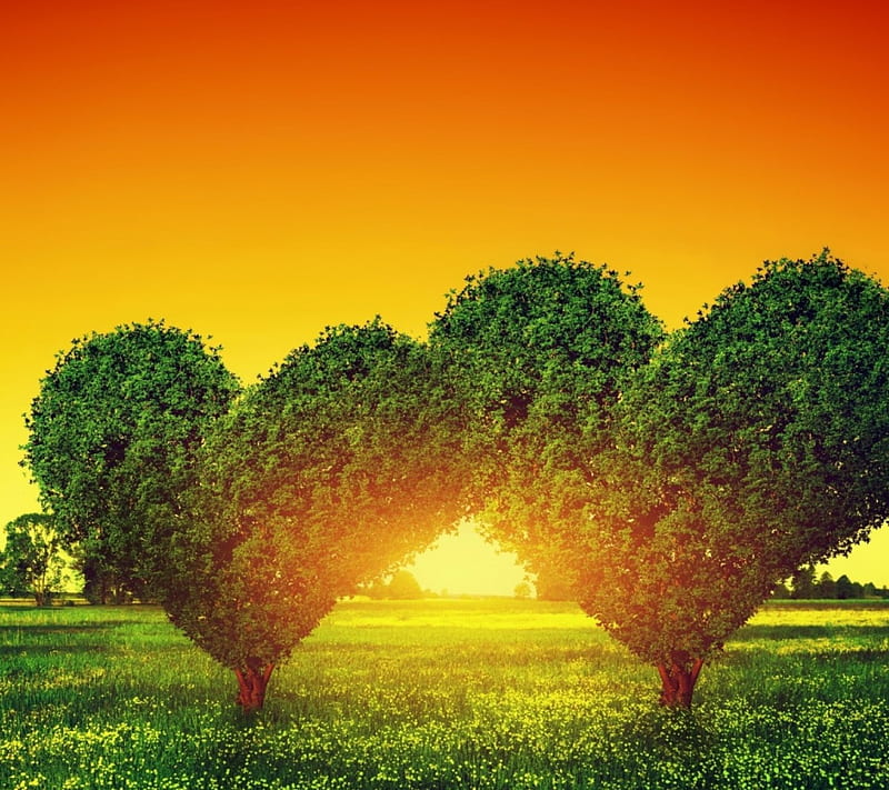 heart green tree, sunset, tree, green, heart, HD wallpaper heart green tree, sunset, tree, green, heart, HD wallpaper