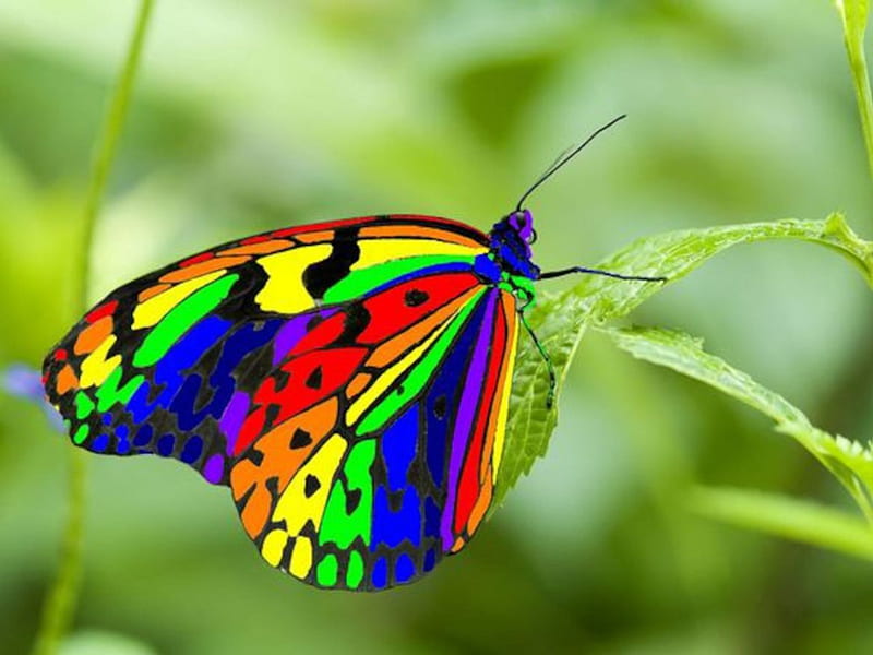 Rainbow Butterfly, wings, butterfly, rainbow, insects, animal, HD wallpaper