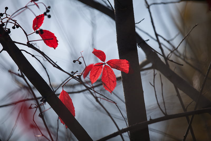 red leaves on black metal frame, HD wallpaper