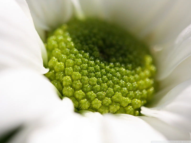 PETALS IN THE CENTRE, pretty, lovely close up, green, macro, flowers, beauty, nature, petals, white, stamen, HD wallpaper