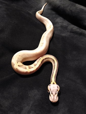 python royal hyperion, python royal, écailles, glisser, serpent, fond d'écran du téléphone