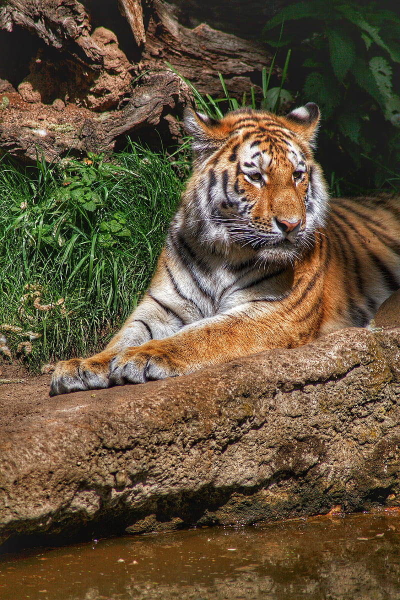 tiger, predator, animal, relax, big cat, HD phone wallpaper