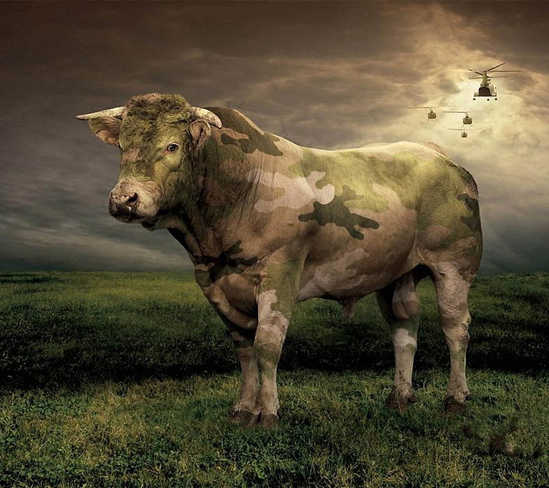 Camo Bull, army, camouflage, cow, military, HD wallpaper