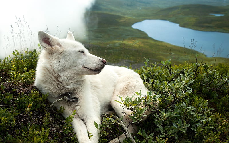 Swiss Shepherd, mountains, White Swiss Shepherd, bokeh, dogs, Berger Blanc Suisse, pets, White Shepherd Dog, HD wallpaper