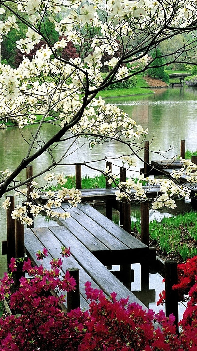 Bridge to Garden, flower, plant, tree, HD phone wallpaper