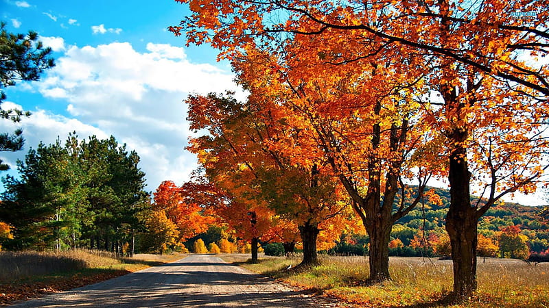 country road-Golden autumn landscape, HD wallpaper