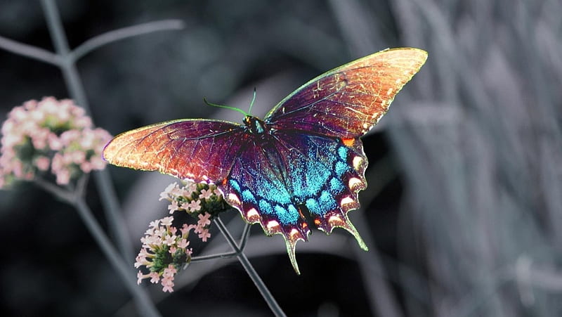 Swallowtail Butterfly, HD wallpaper