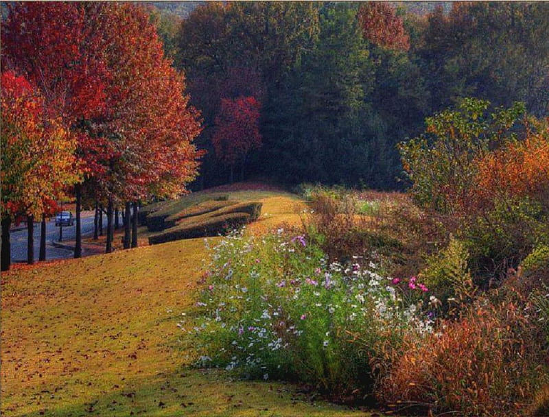 Beautiful Autumn, autumn season, nature, bonito, meadow, HD wallpaper