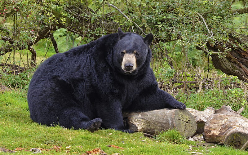 baribal wildlife, black bear, Ursus americanus, bears, HD wallpaper