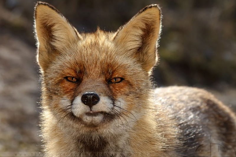 Funny fox face, abstract, cute, graphy, predators, fox, wild, wildlife,  nature, HD wallpaper | Peakpx