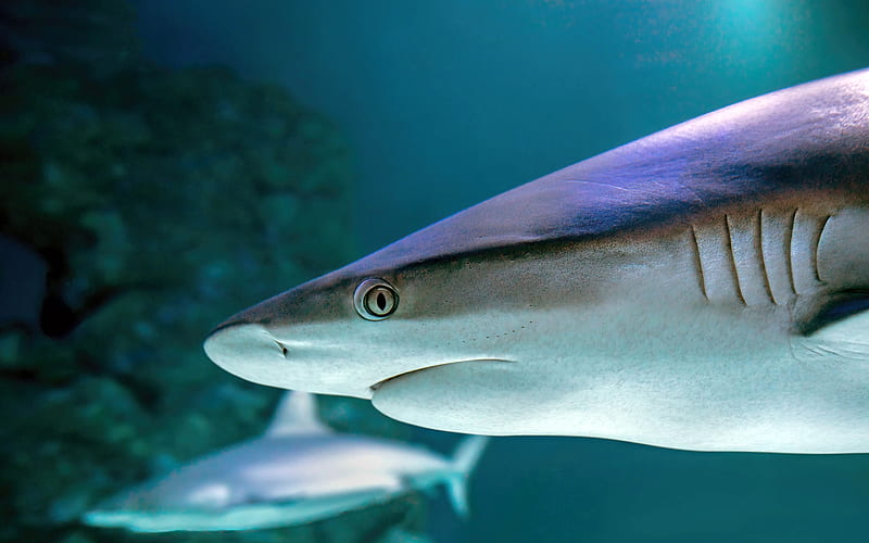 Grey reef sharks Cairns Aquarium 2022 Australia, HD wallpaper