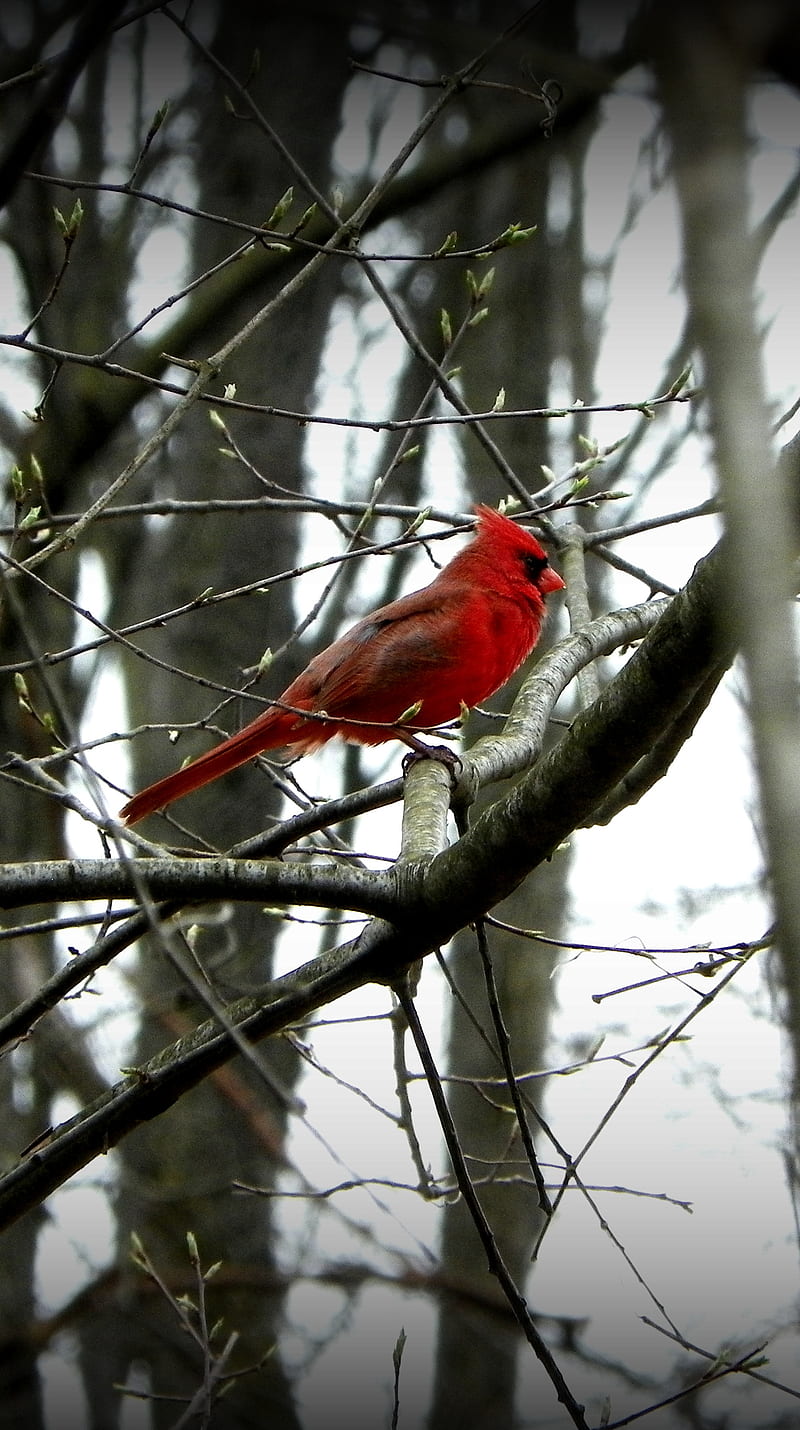 Winter Cardinal, bird, branches red, tree, HD phone wallpaper