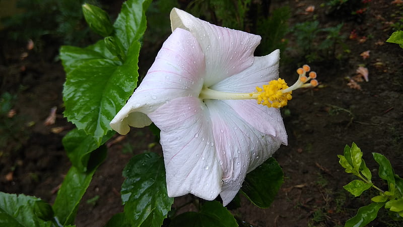 White flower, cool, flower, nk, white, HD wallpaper White flower, cool, flower, nk, white, HD wallpaper