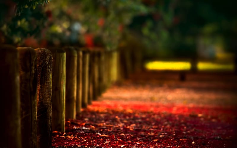 Blur, Fall, Fence, HD wallpaper