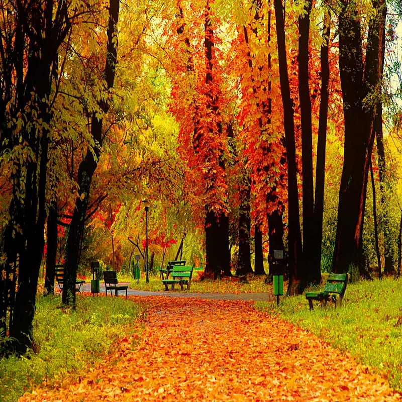 Autumn Park, bonito, cute, look, nice, HD phone wallpaper | Peakpx