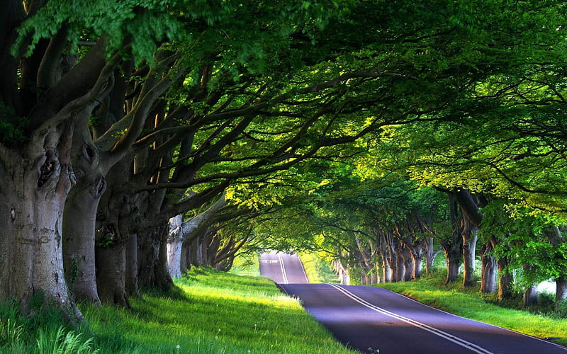 tree lined street-Summer landscape, HD wallpaper