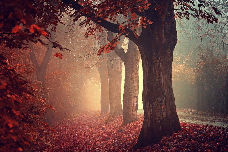 Wonderland, fall, autumn, bonito, road, trees, red leaves, mist, HD wallpaper