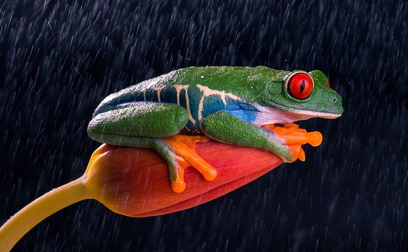 Frog, red, orange, eye, animal, green, water drops, rain, tulip, HD wallpaper