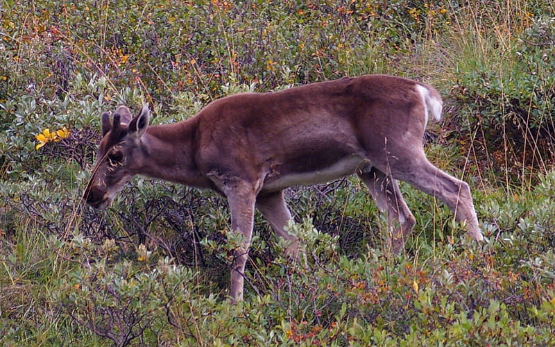 Young Caribou 2, USA, Alaska, National Park, caribou, Denali, wild life, graphy, wide screen, nature, scenery, landscape, HD wallpaper