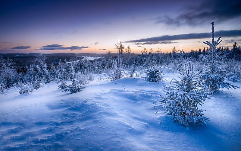 winter, forest, sunset, snow, winter landscape, HD wallpaper