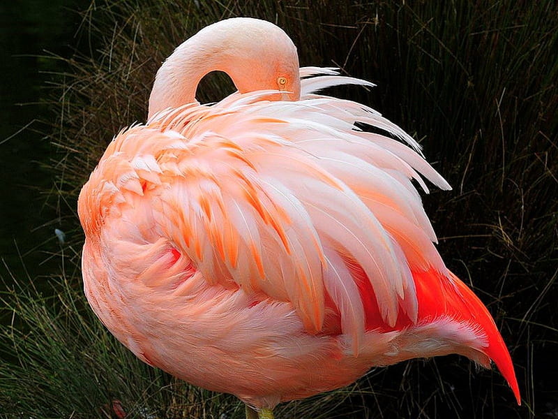 Sleeping on a feather bed, bird, flamingo, coral, white, feathers, HD wallpaper
