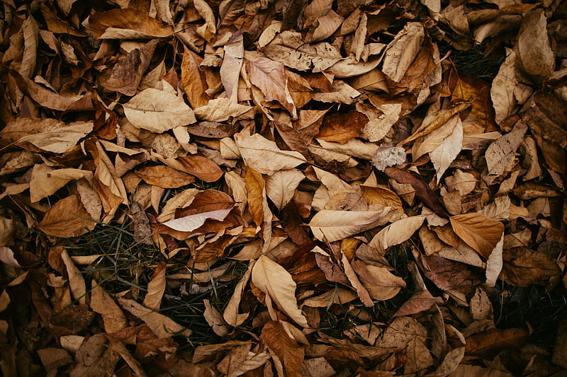 pile of brown wilted leaves, HD wallpaper