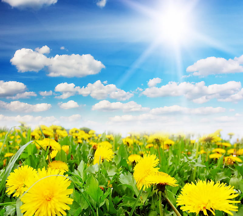 Spring Time, flowers, meadow, spring, sunshine, HD wallpaper | Peakpx