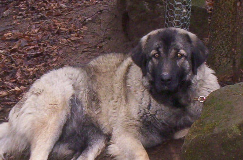 Yugoslavian guard dog, Daisy, beneath, lies, wood, HD wallpaper