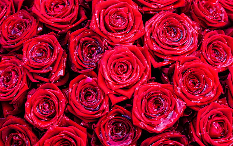 red roses background, red rose buds, red bouquet of flowers, roses, HD wallpaper