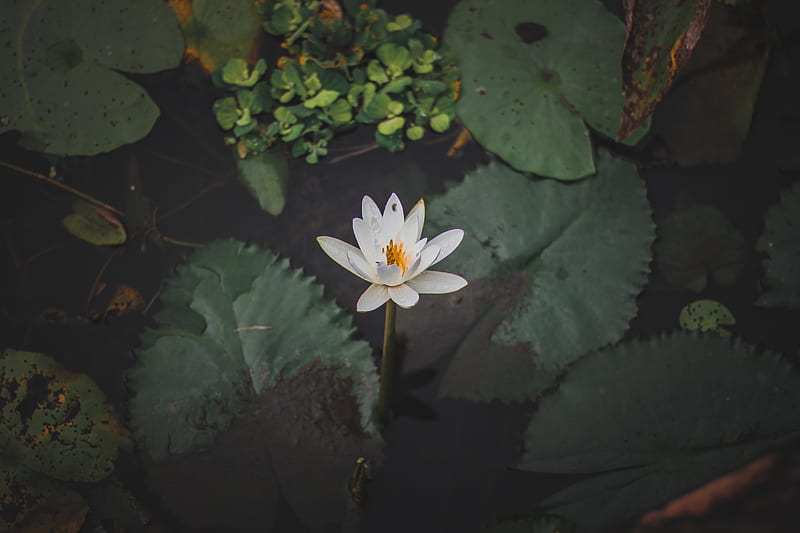 white water lily in bloom, HD wallpaper