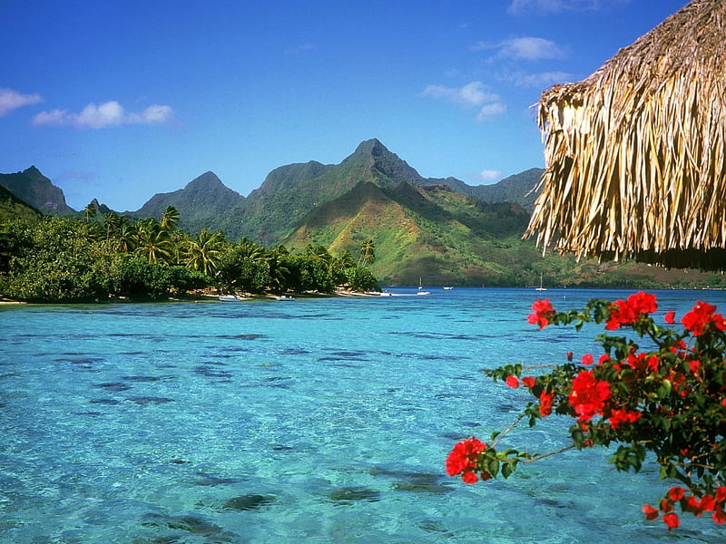 tranquil-lagoon, flowers, HD wallpaper