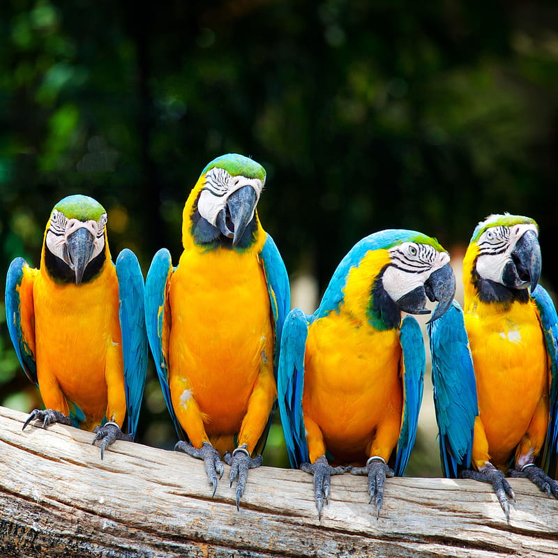 African Macaw, birds, HD phone wallpaper