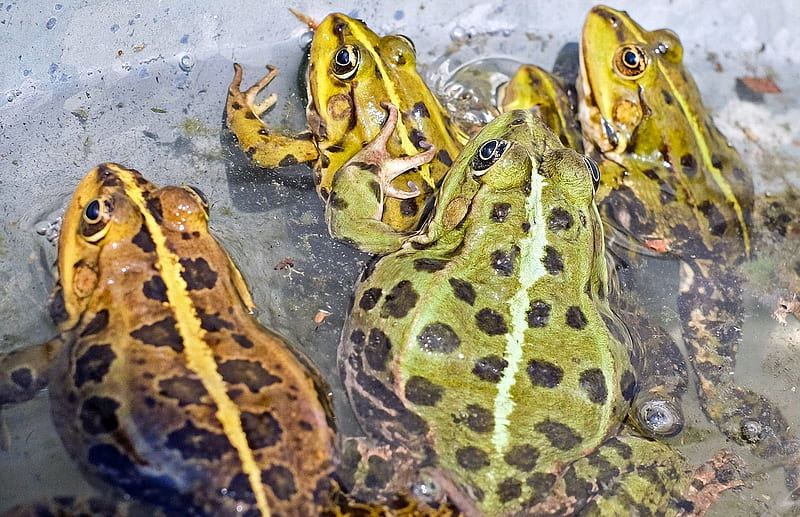 Frogs, Water, Pond, Amphibians, Green, Nature, HD wallpaper