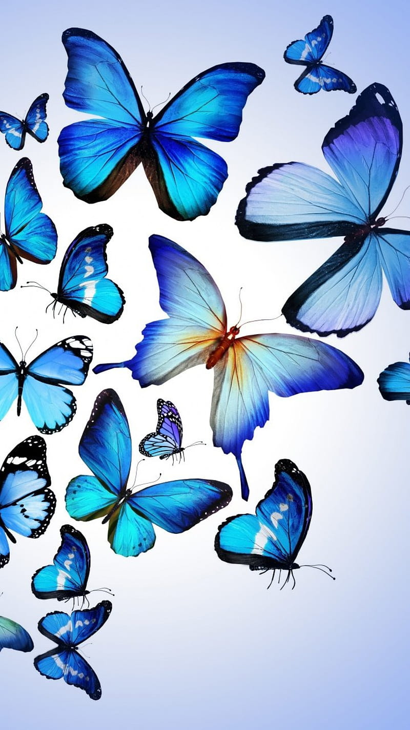 Top Imagen Fondos De Pantalla De Mariposas Azules Thptnganamst