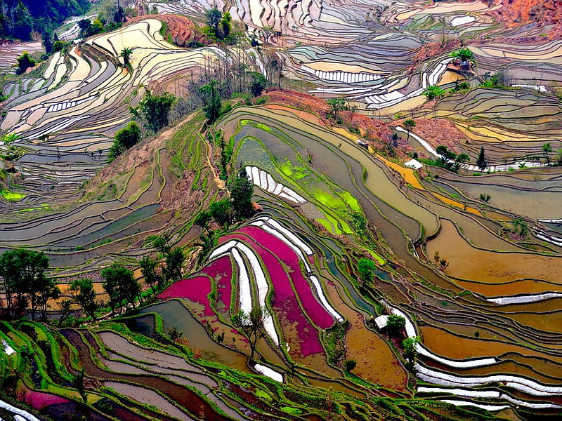 Terraced Rice Field China, rice, terraced, china, color, field, HD wallpaper