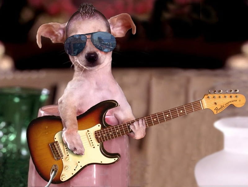 rock dog, glasses, guitar, canine, dog, HD wallpaper