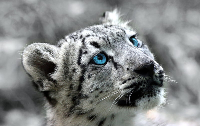 Beautiful White Snow Leopard, leopard, snow leaopard, predator, spots, snow, cub, wildlife, nature, eyes, cats, big cats, animals, HD wallpaper